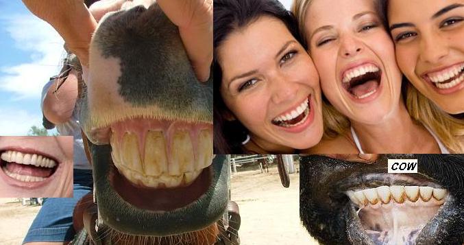 Human Teeth Look like Horse & Cow's Teeth