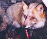 150-fox.jpg