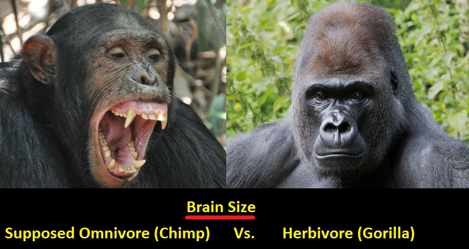 Chimp (Supposed Omnivore)   Vs.  Gorilla (Herbivore)
