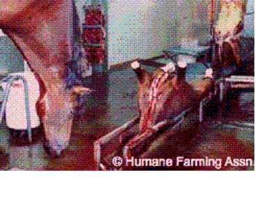 horse pig gestation crate slaughter torture
