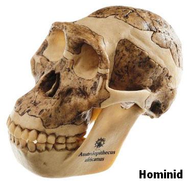 Hominid 4 Million Years Ago
