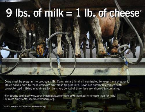 Dairy Factory Torture