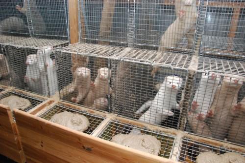 fur coat farming torture