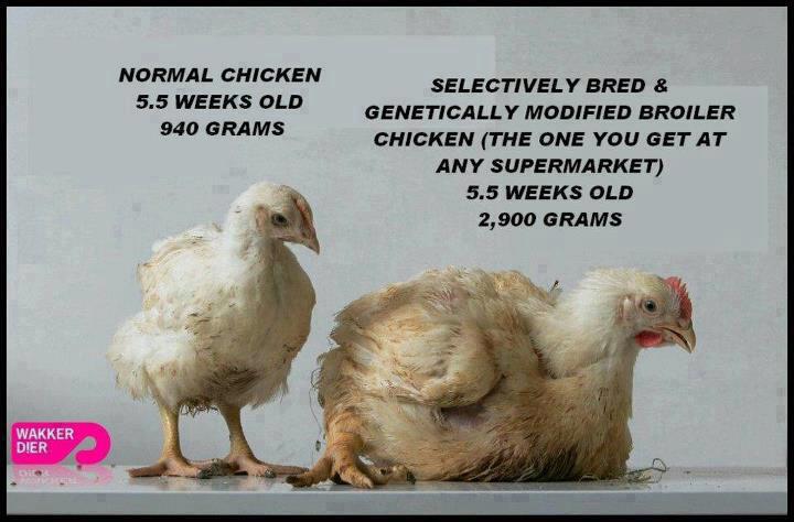 GMO genetically modified chicken