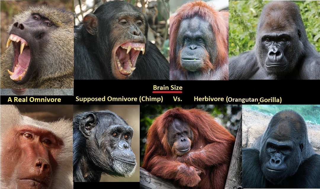 Among Apes, More Meat in Diet=Smaller Brain