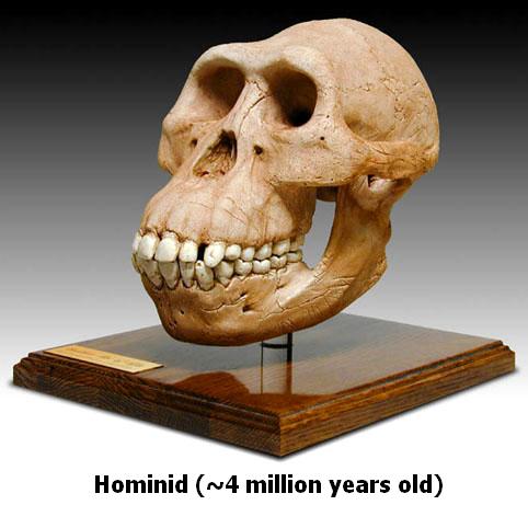 Hominid 4 Million Years Old