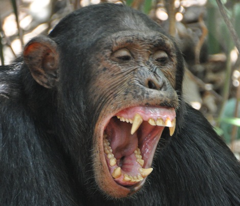 Chimp