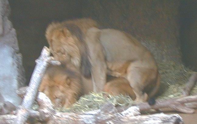 Lion Homosexuality
