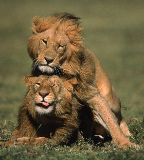 Lion Homosexuality