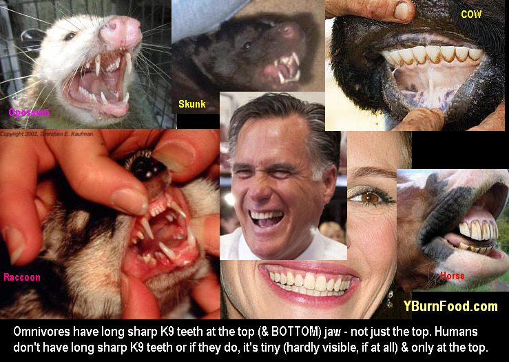 human herbivore teeth no long sharp canine tooth K9